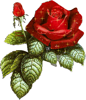 cette rose appartien a un garcon que j'aime